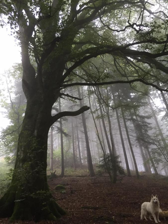 Les Perruchons Ancienne Grange Renovee Avec Soin Villa Ozolles Exteriör bild